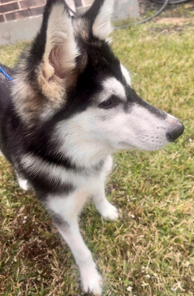Enlarge Marshmellow, a Adoptable mixed breed in Spring, TX image 5/6