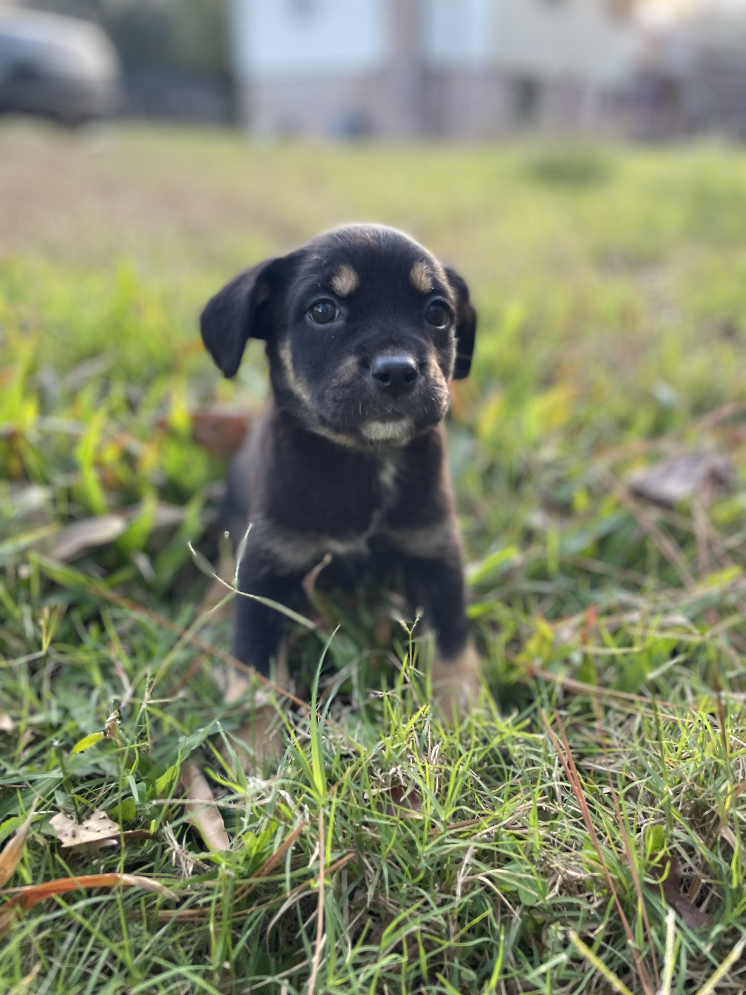 Enlarge Isla, an adopted mixed breed in Hagerstown , MD image 1/6
