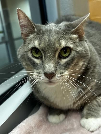Lusy, Adoptable, Senior Female Domestic Short Hair.