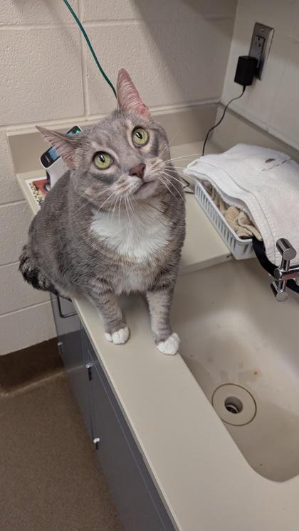 Enlarge Lusy, a Adoptable mixed breed in Wichita, KS image 1/2