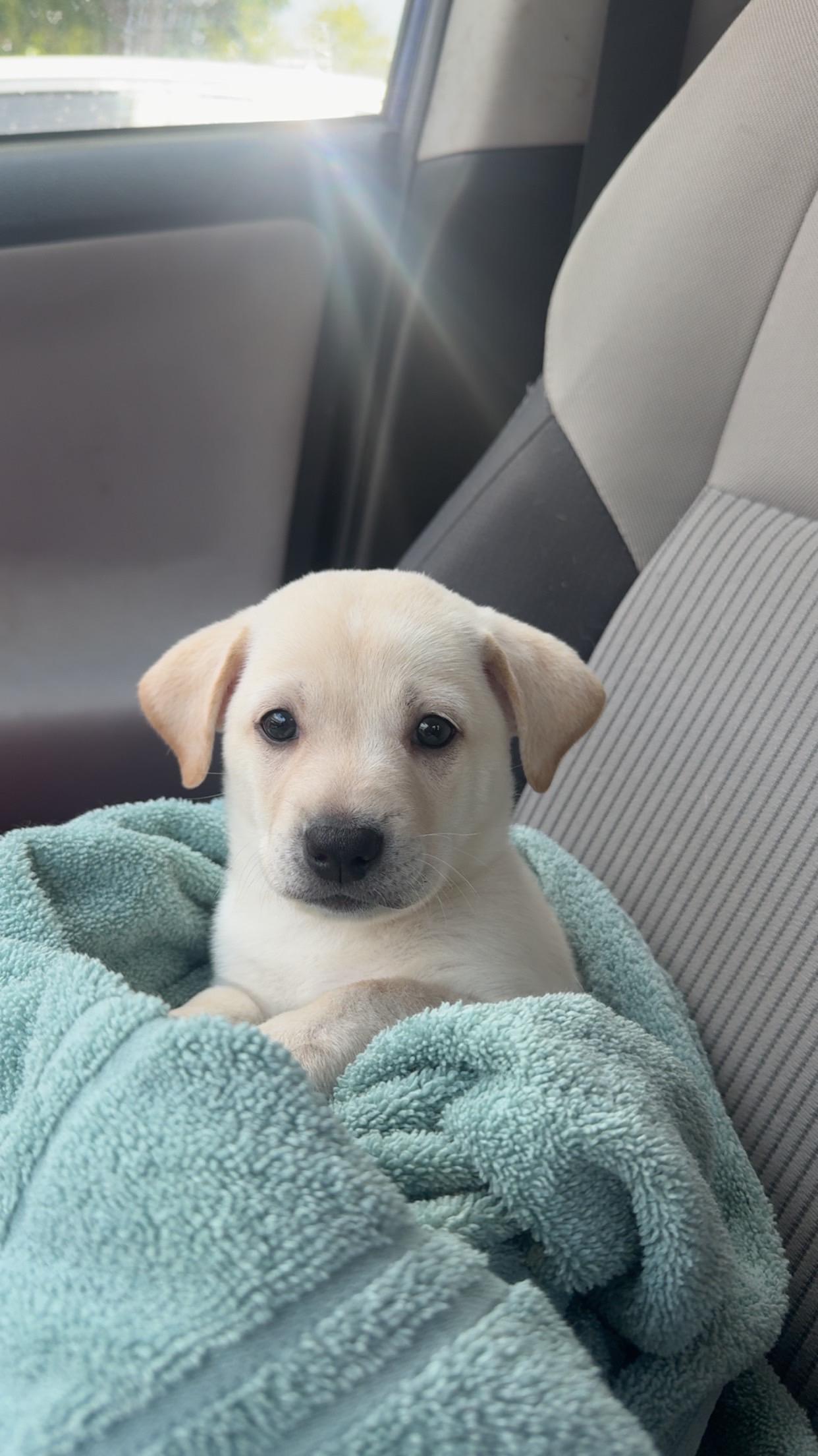Bomba, an adopted Yellow Labrador Retriever in El Cajon, CA image 2/4