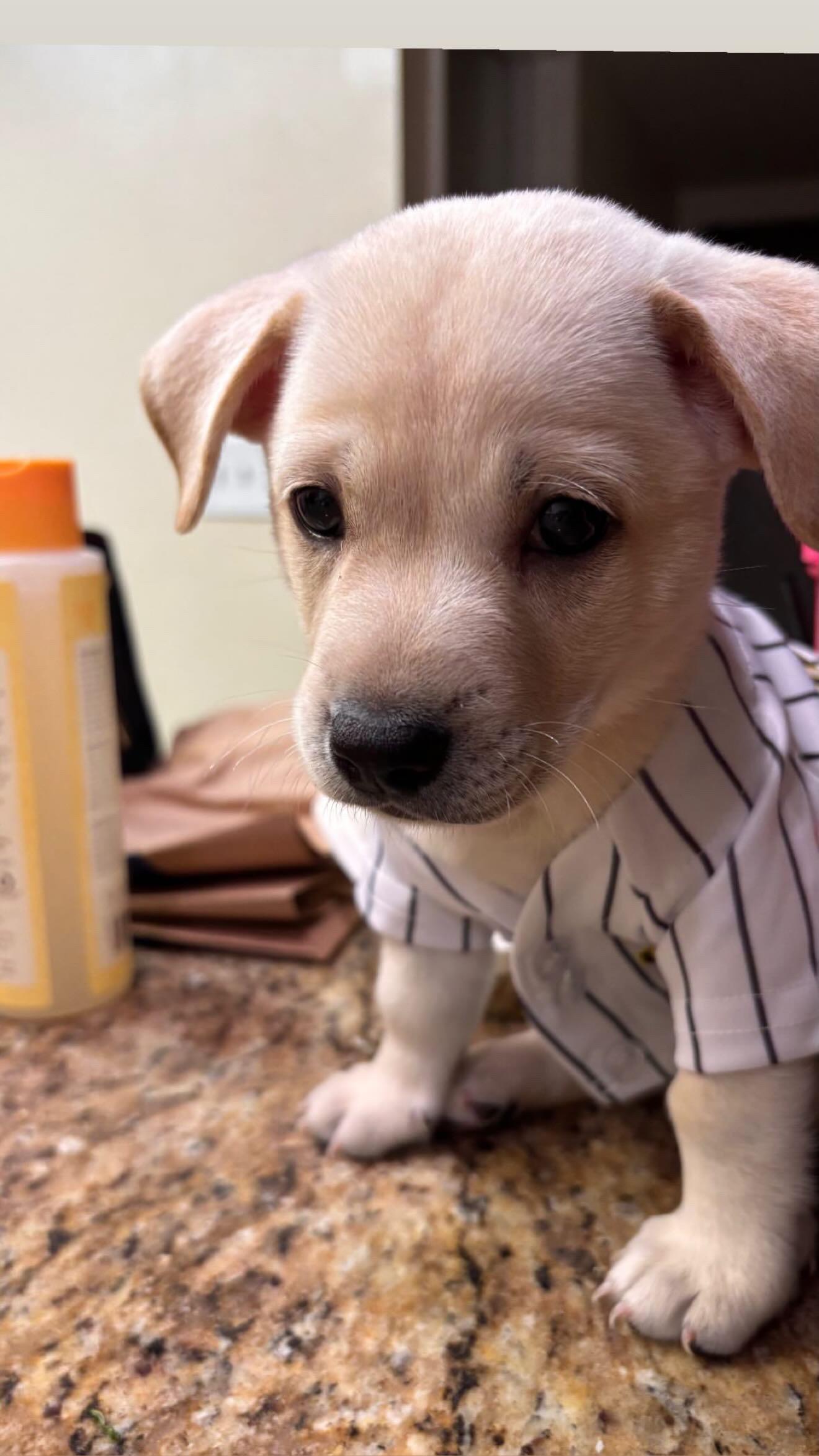 Bomba, an adopted Yellow Labrador Retriever in El Cajon, CA image 4/4