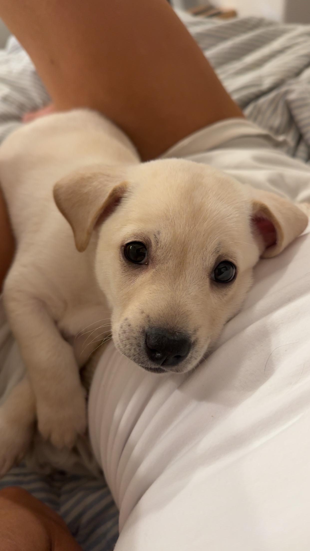 Bomba, adopted, Puppy Male Yellow Labrador Retriever.