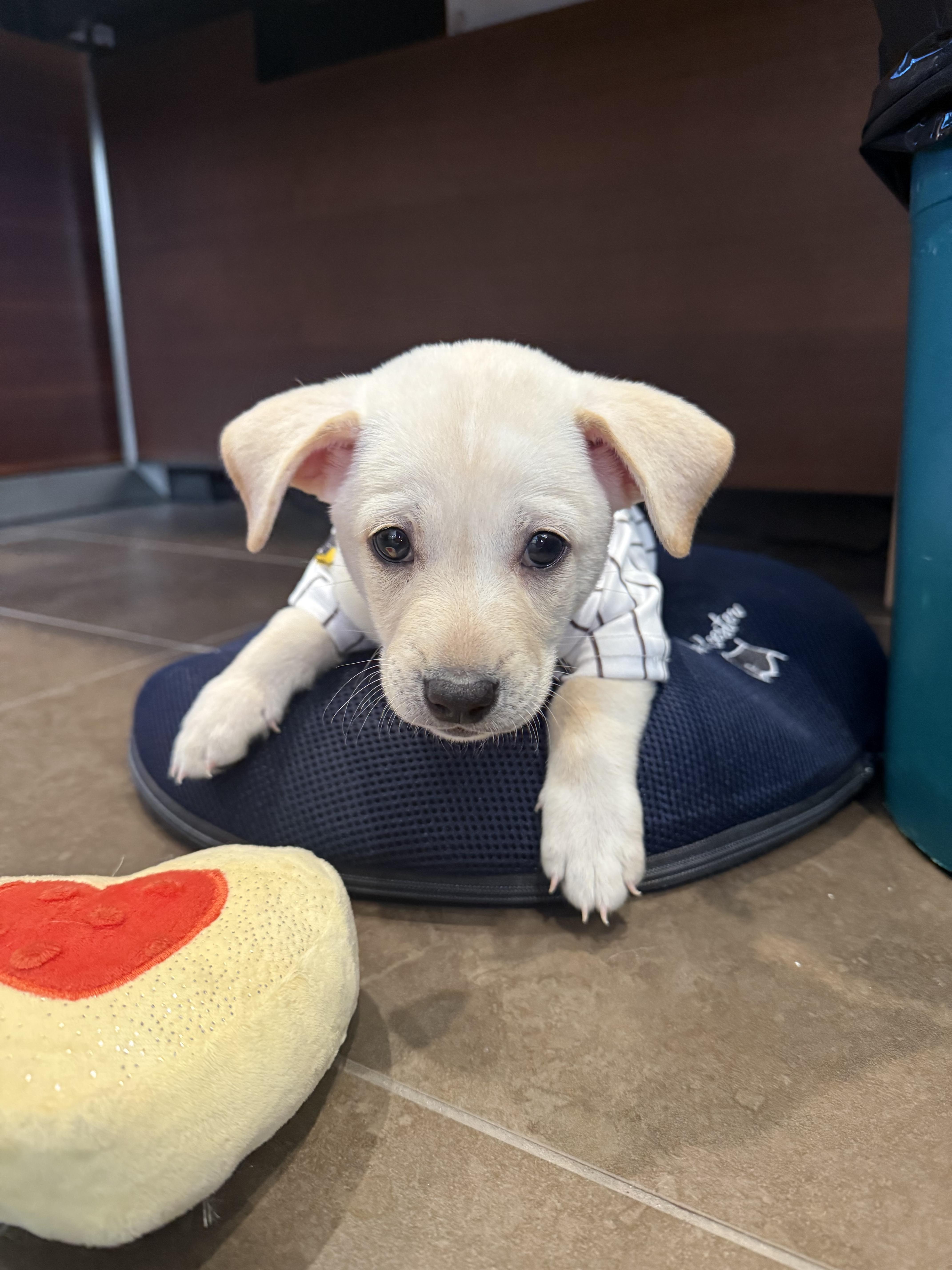Bomba, an adopted Yellow Labrador Retriever in El Cajon, CA image 3/4