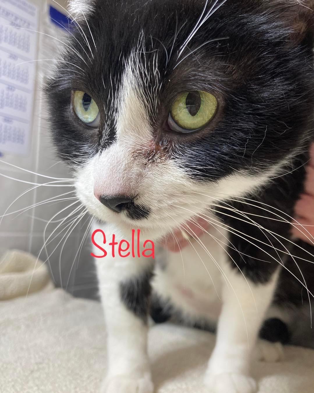 Stella photo 5