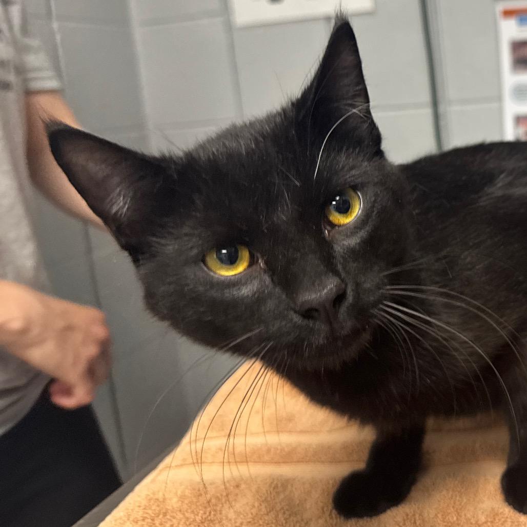 Jack Sparrow (Critter Barn), Adoptable, Adult Male Domestic Short Hair.