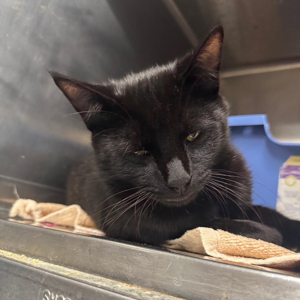 Jack Sparrow (Critter Barn), a Adoptable Domestic Short Hair in West Olive, MI image 2/2