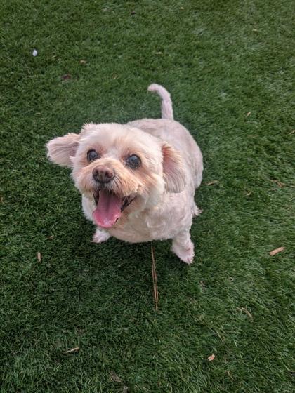 Cinnamon, Adoptable, Senior Female Lhasa Apso & Mixed Breed.