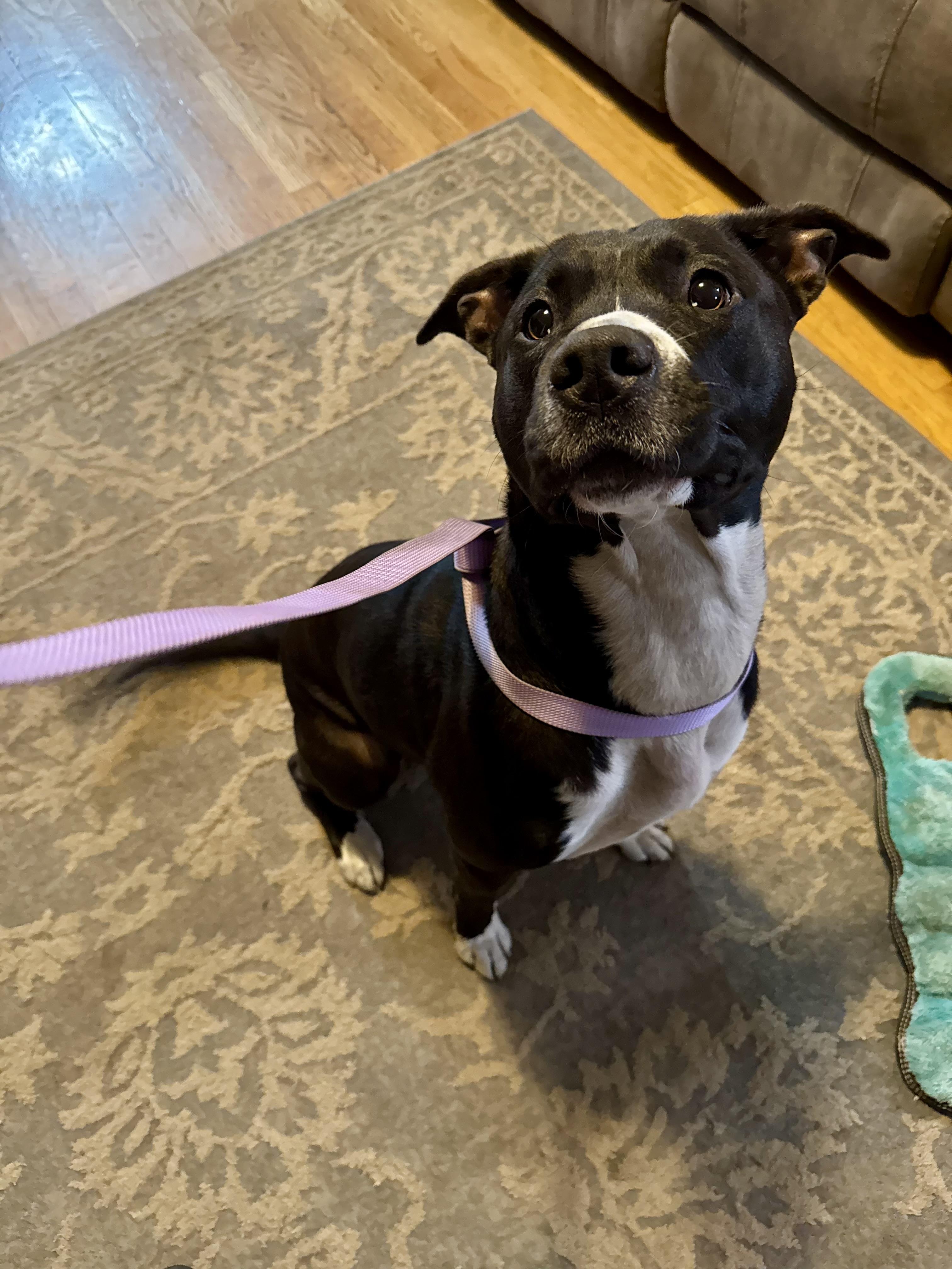 Enlarge Found Stray Sophie, a Adopted Pit Bull Terrier in North Bend, OR image 1/3