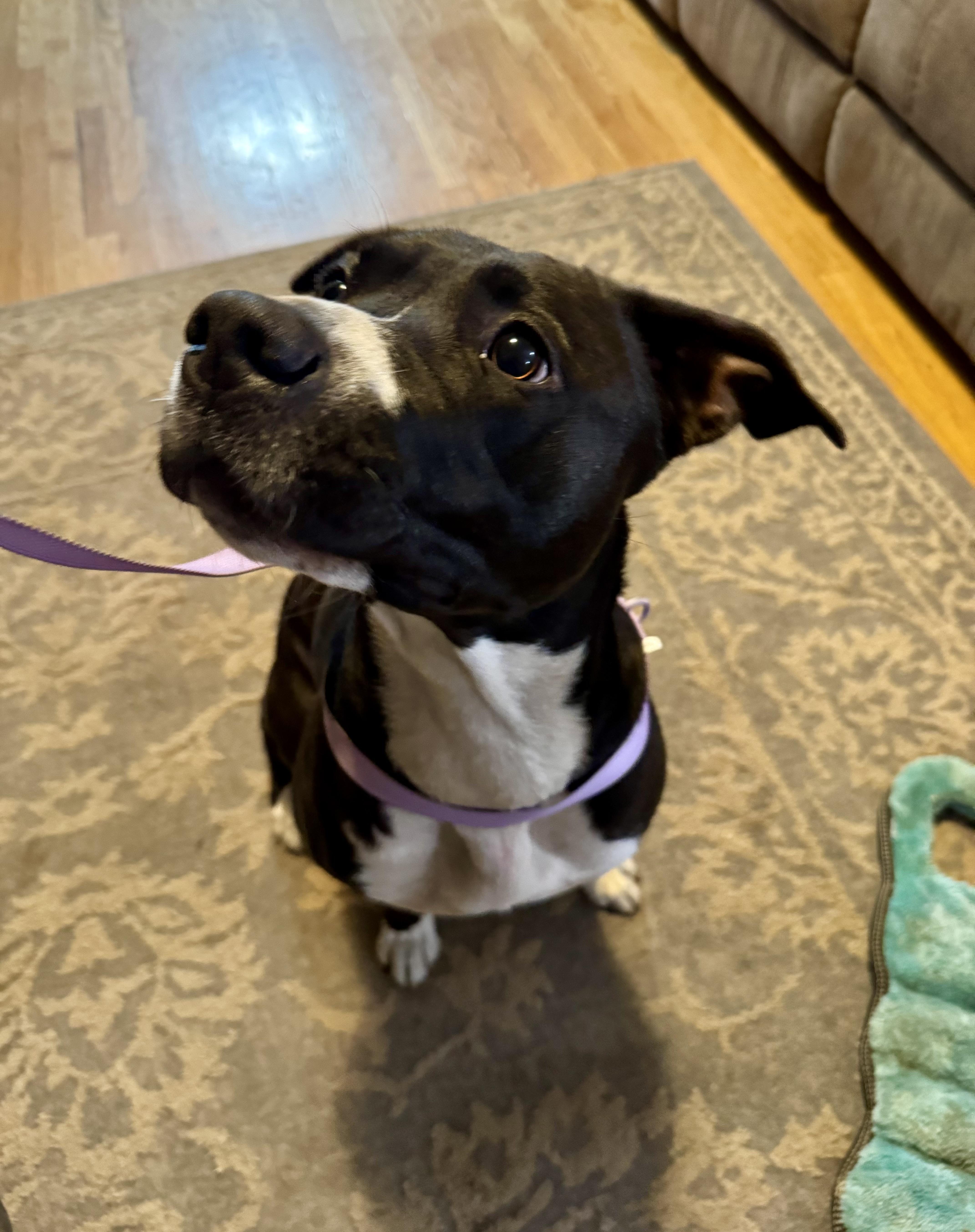 Enlarge Found Stray Sophie, a Adopted Pit Bull Terrier in North Bend, OR image 2/3