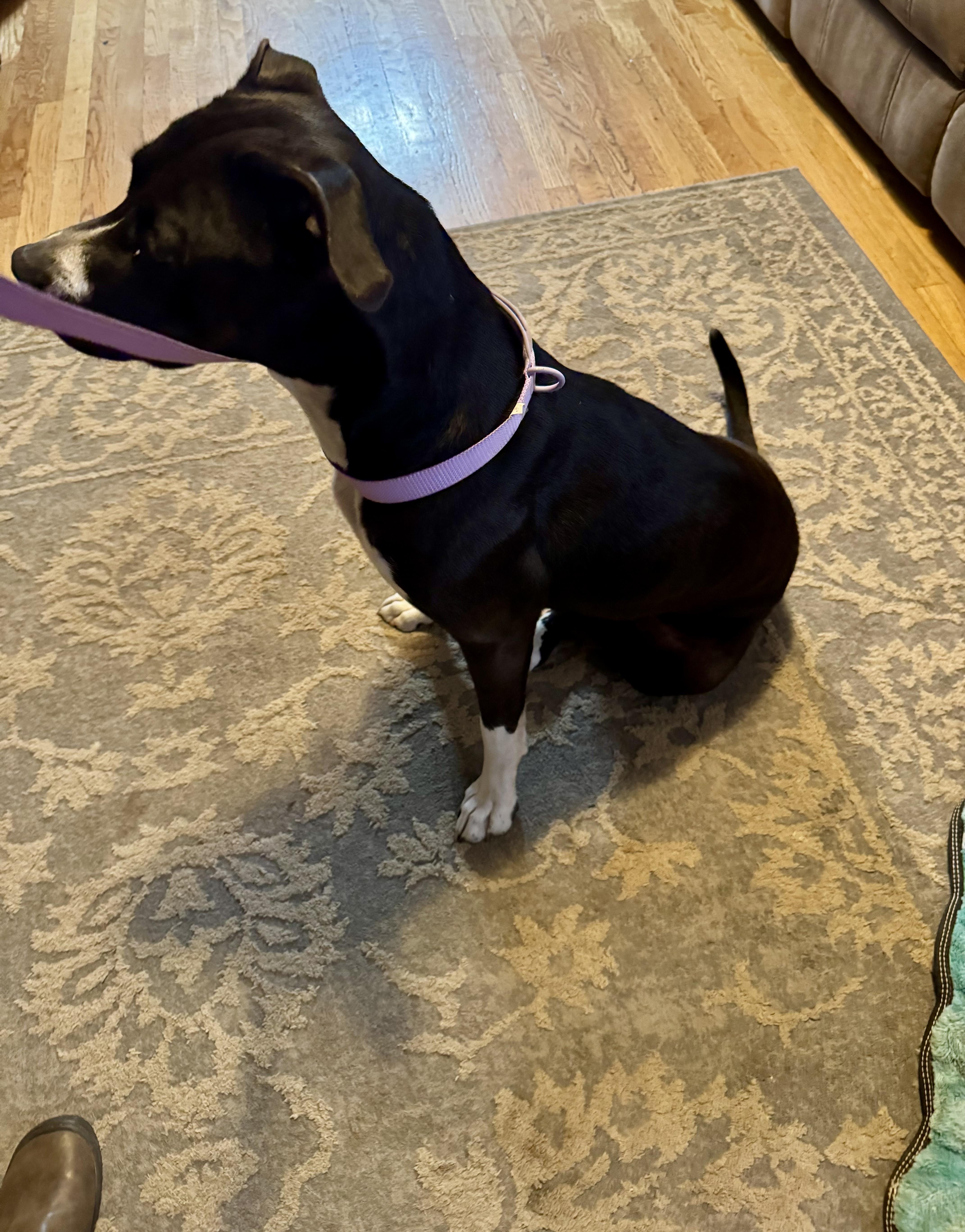 Enlarge Found Stray Sophie, a Adopted Pit Bull Terrier in North Bend, OR image 3/3