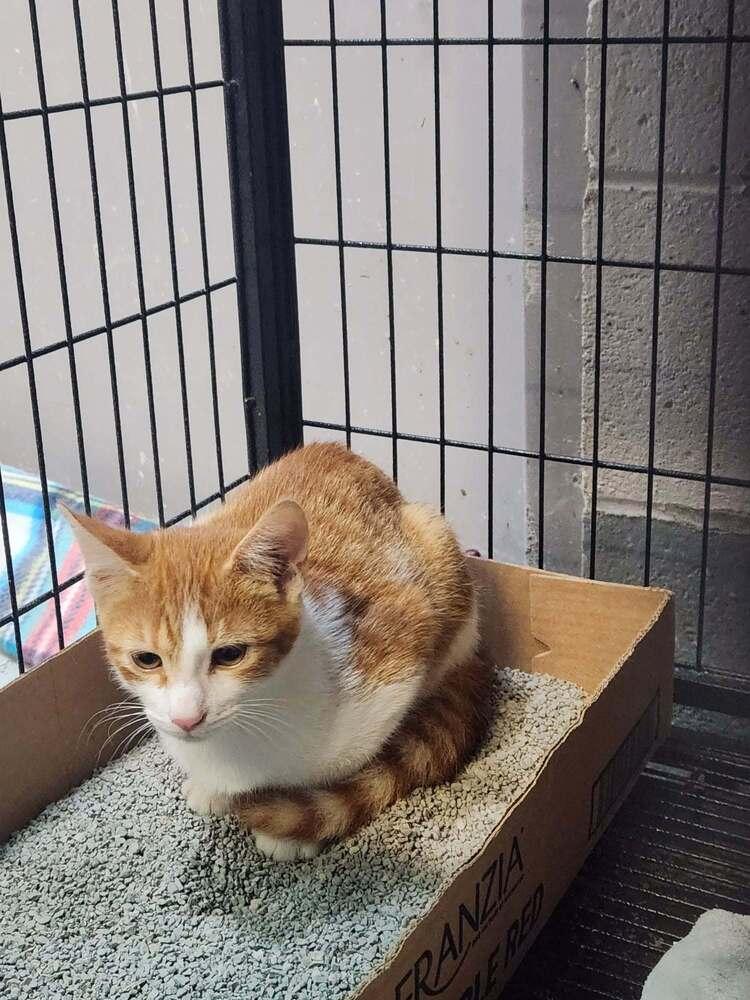 CHIP @PETSMART, Adoptable, Young Male Domestic Short Hair & Tabby.
