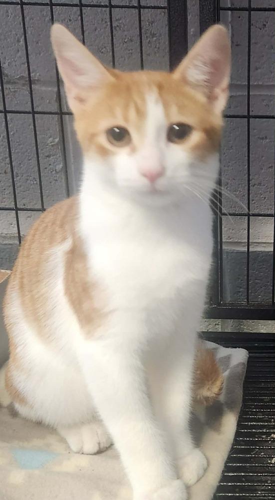Enlarge CHIP @PETSMART, a Adoptable mixed breed in Lexington, TN image 2/2