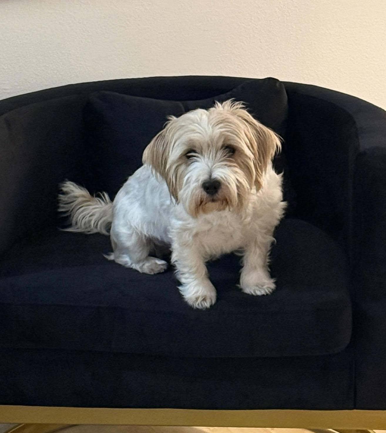 Schera, an adopted Parson Russell Terrier in Sawyer, ND image 6/6