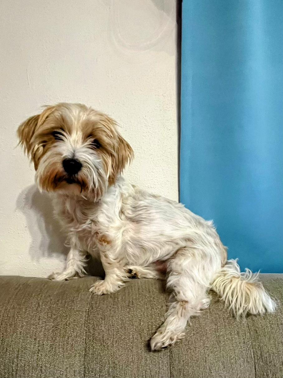 Schera, an adopted Parson Russell Terrier in Sawyer, ND image 1/6