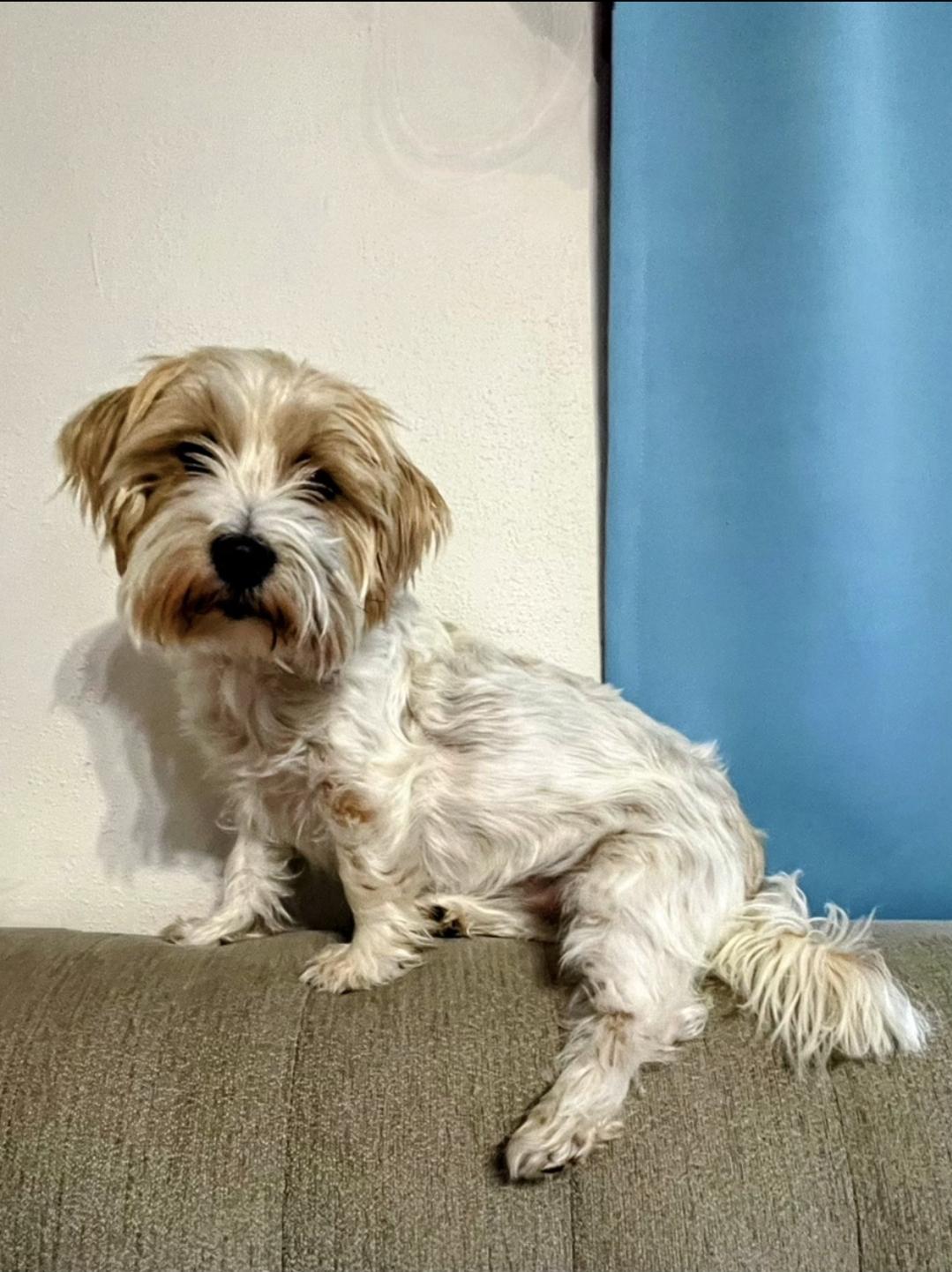 Schera, an adopted Parson Russell Terrier in Sawyer, ND image 4/6