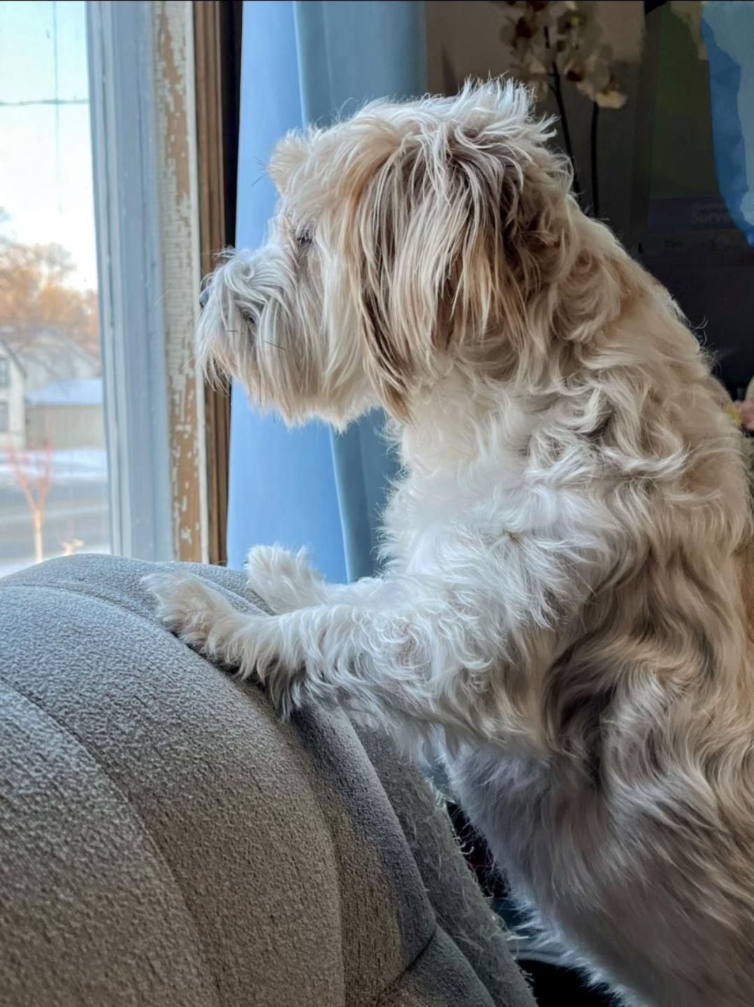 Schera, an adopted Parson Russell Terrier in Sawyer, ND image 2/6