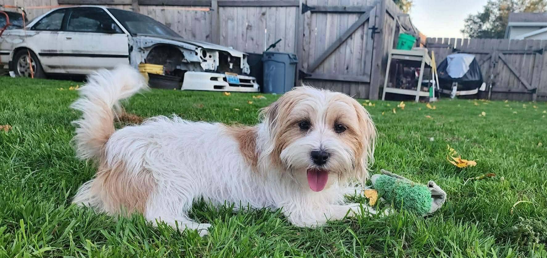 Schera, an adopted Parson Russell Terrier in Sawyer, ND image 3/6