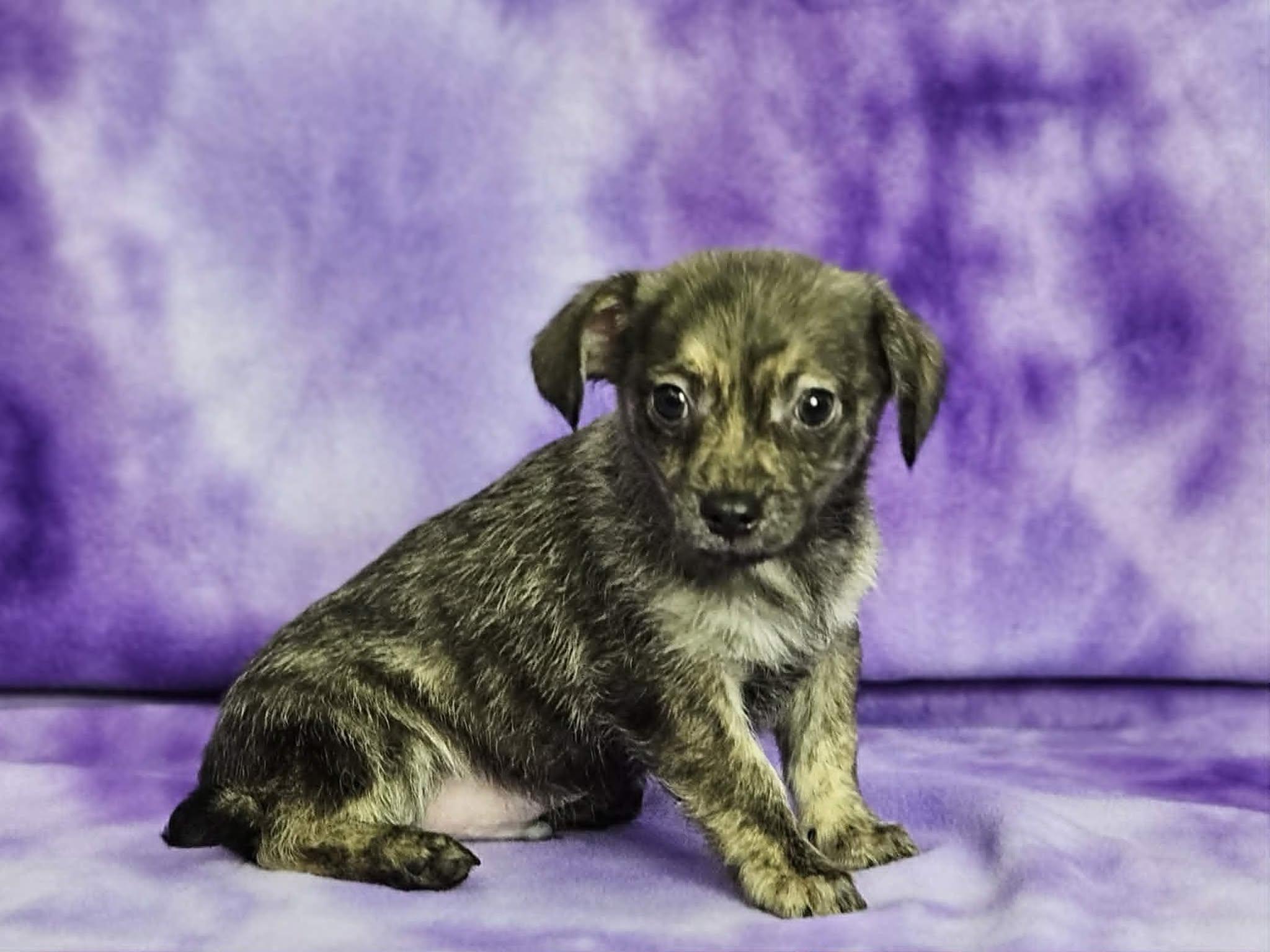 Enlarge Benjamin, a Adoptable mixed breed in East Sparta, OH image 1/1