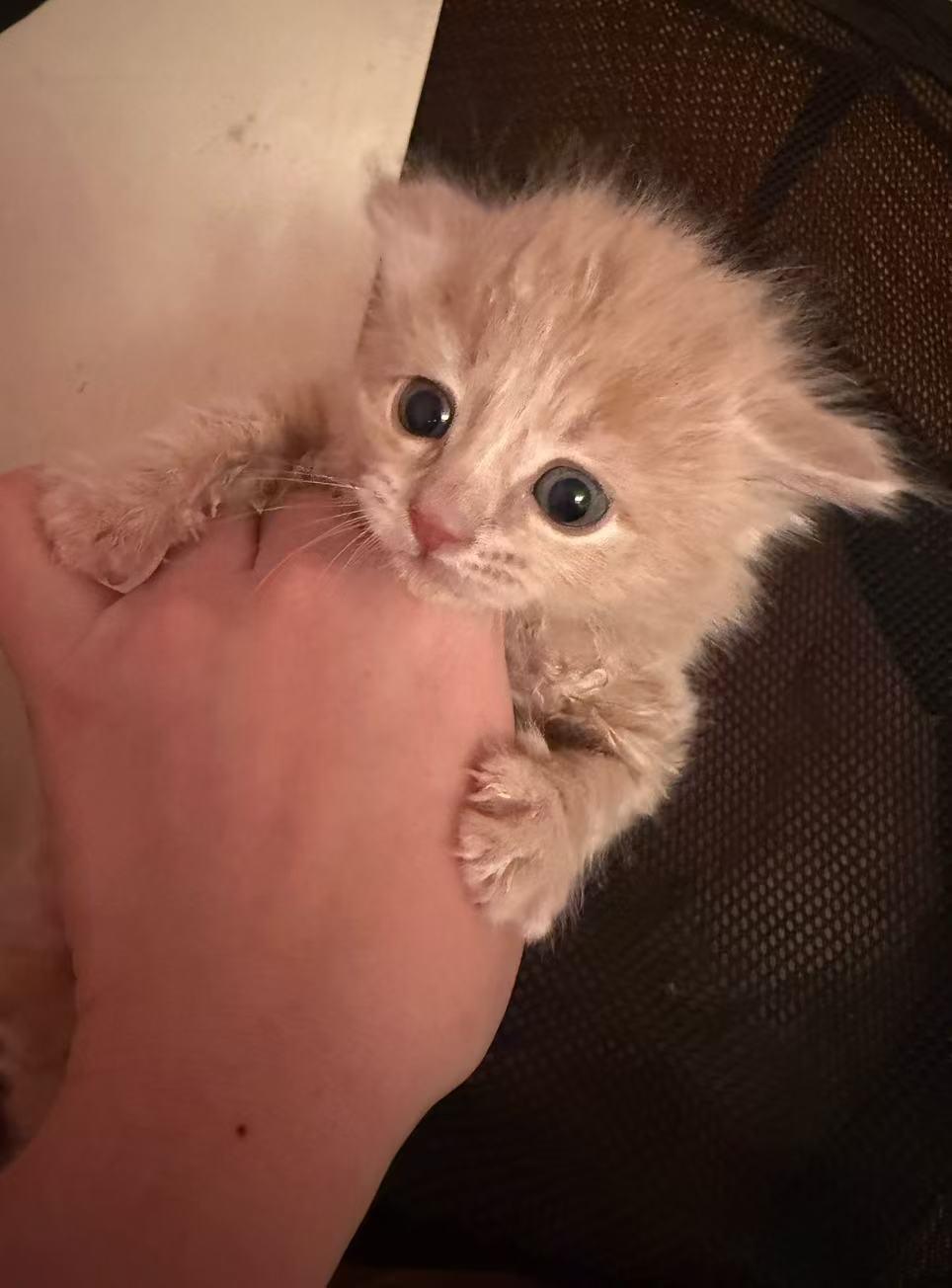 Tang Yuan, a ADOPTABLE Domestic Medium Hair in Flushing, NY image 3/6