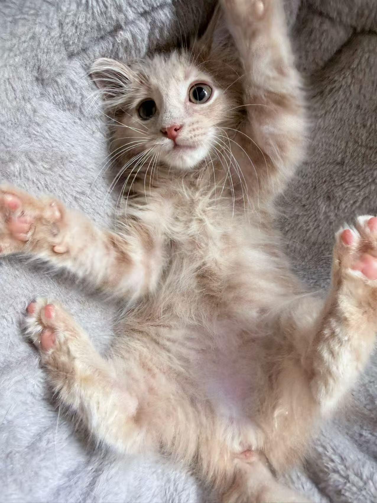 Tang Yuan, a ADOPTABLE Domestic Medium Hair in Flushing, NY image 4/6