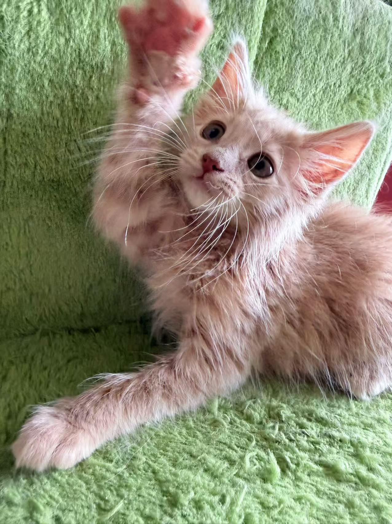 Tang Yuan, ADOPTABLE, Kitten Male Domestic Medium Hair.