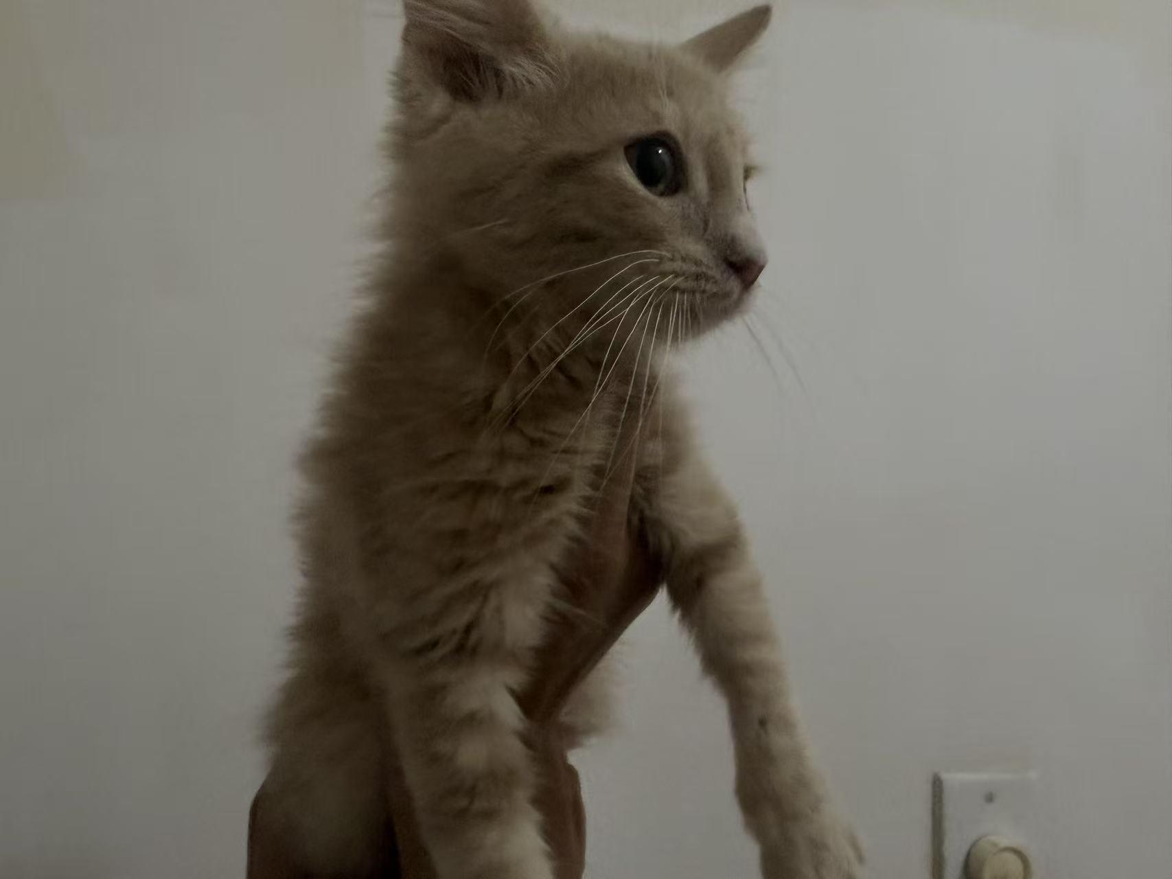 Tang Yuan, a ADOPTABLE Domestic Medium Hair in Flushing, NY image 2/6