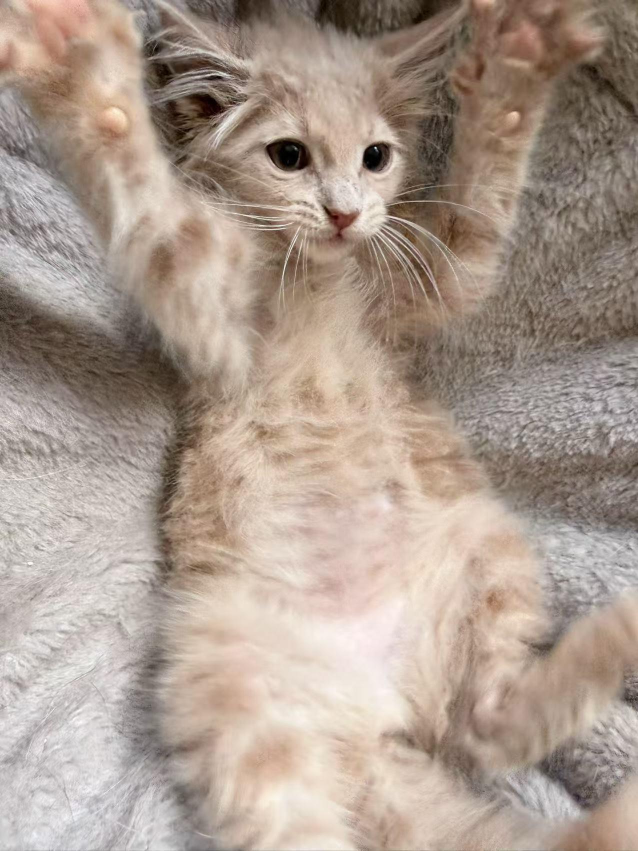Tang Yuan, a ADOPTABLE Domestic Medium Hair in Flushing, NY image 5/6