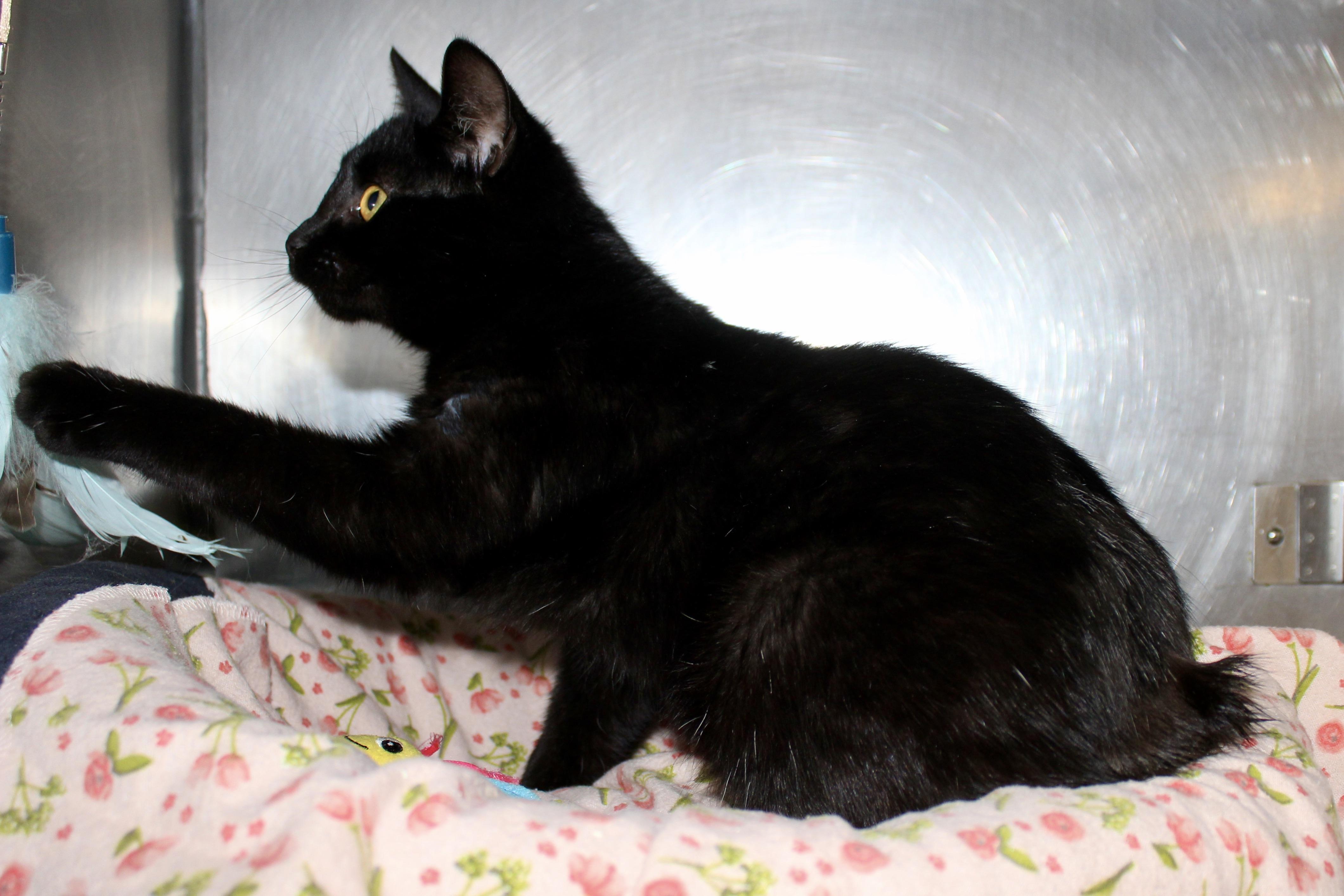 CURTAIL — thumbnail 2