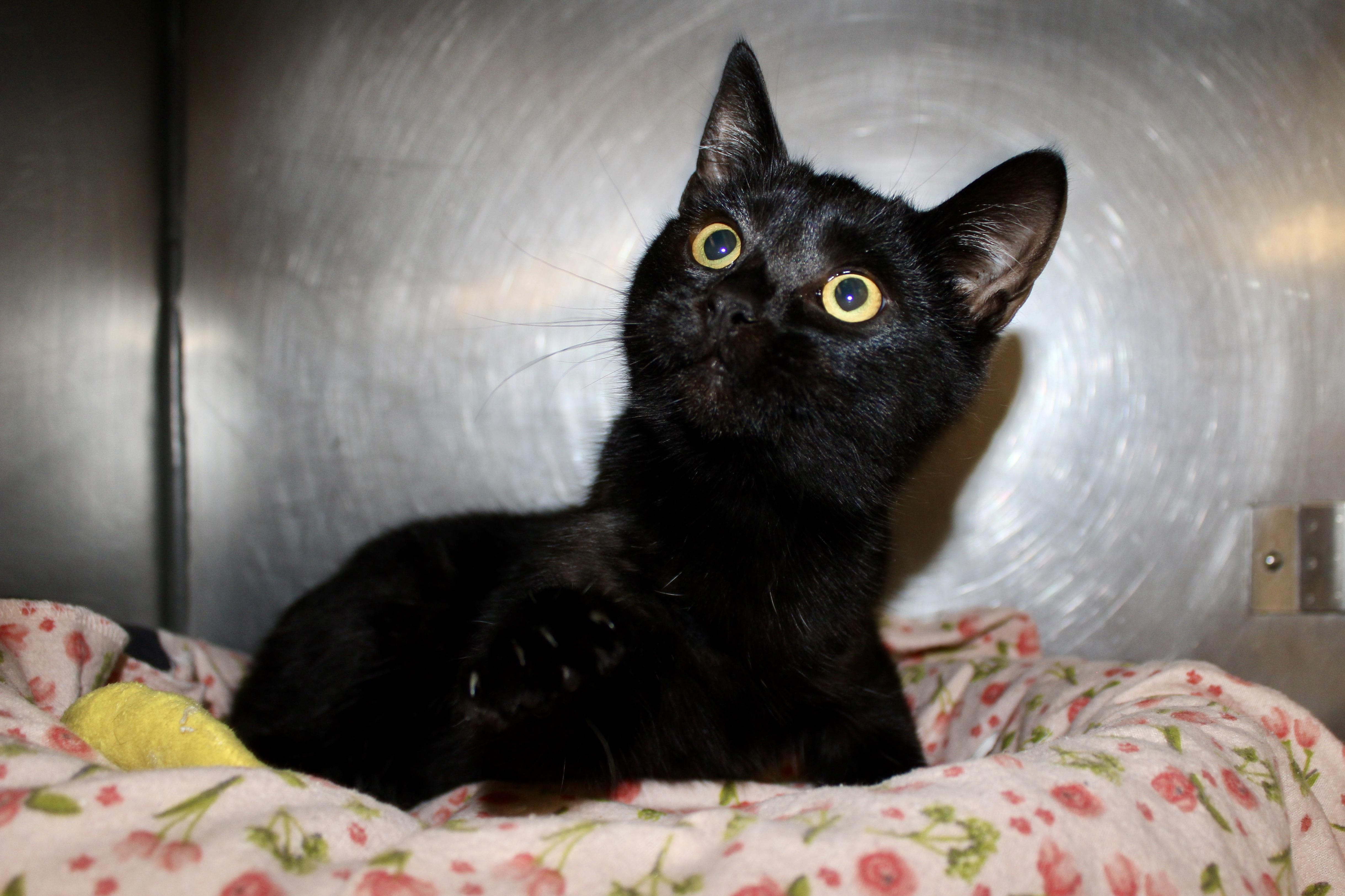 CURTAIL — thumbnail 3