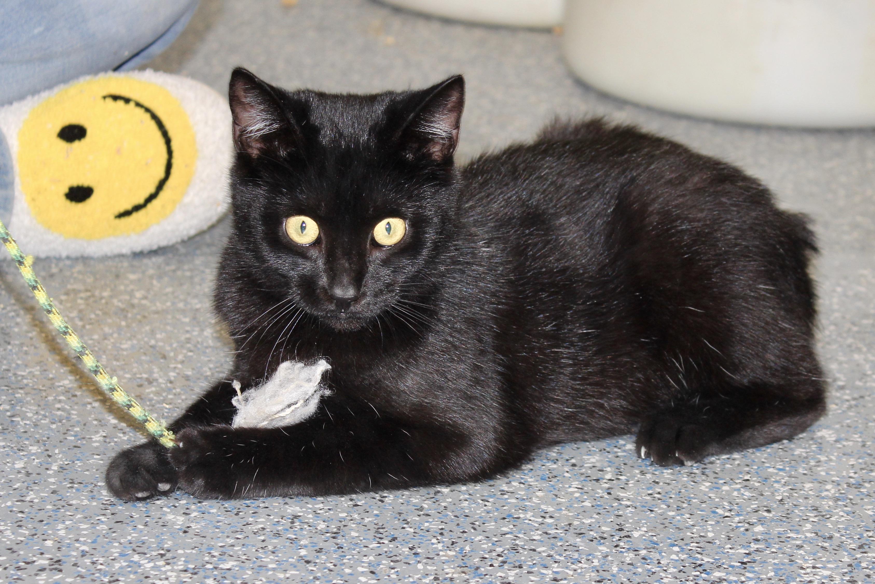 CURTAIL — thumbnail 4