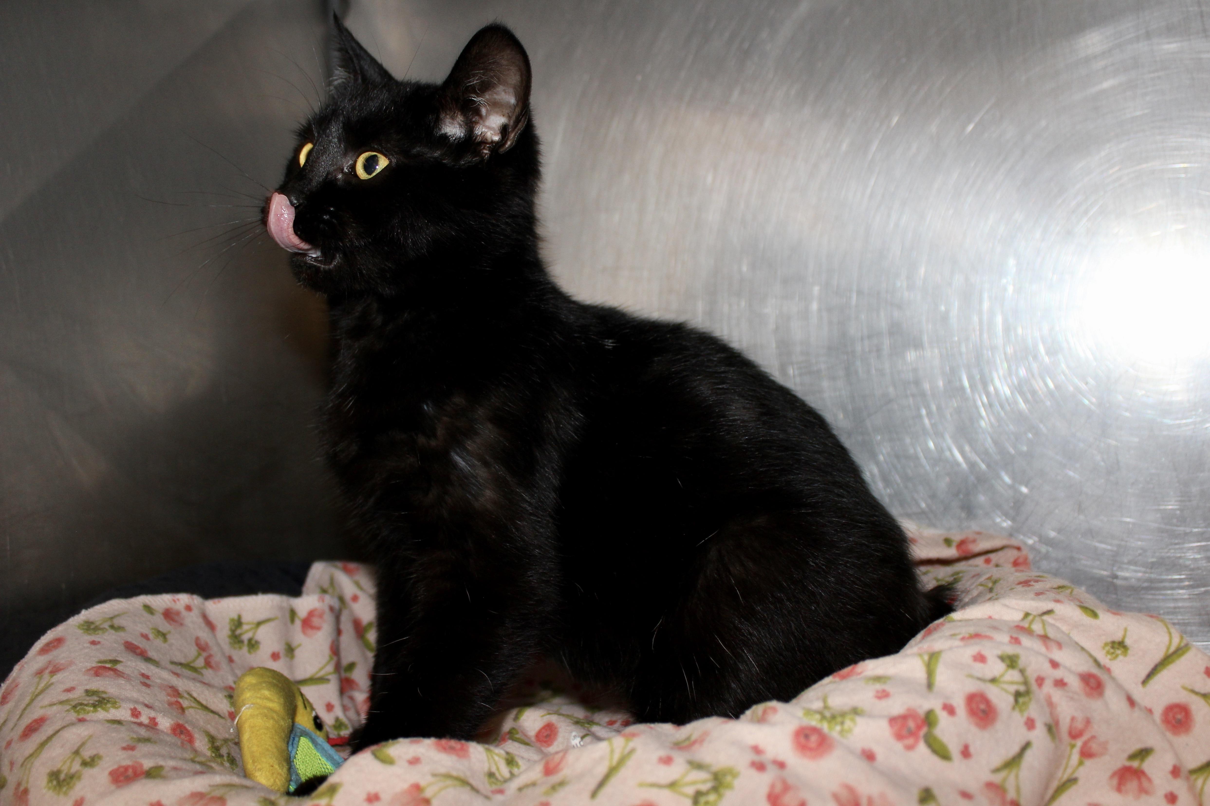 CURTAIL — thumbnail 5