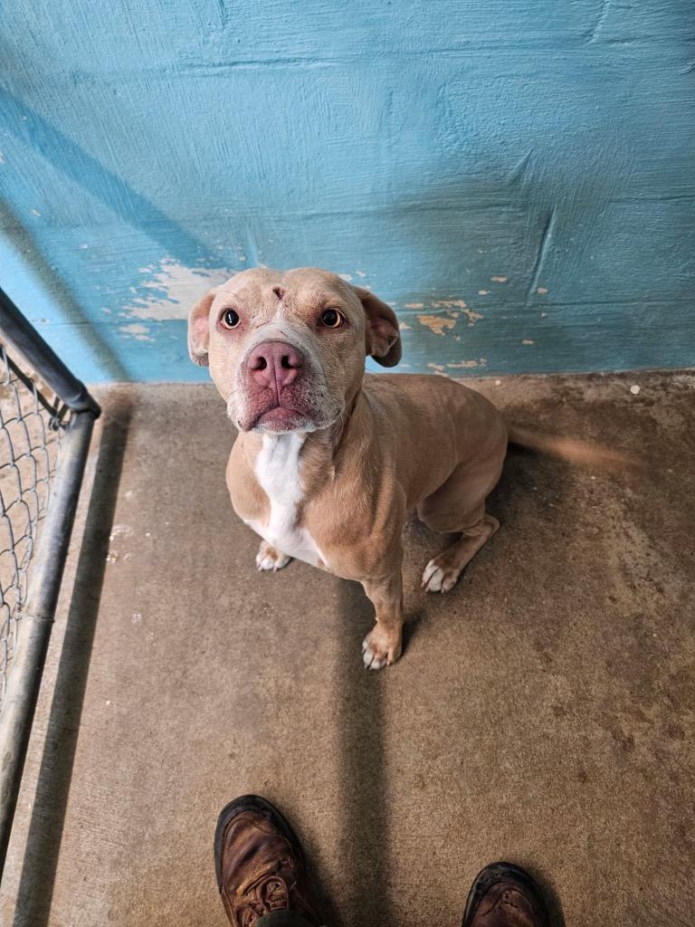 Enlarge Zena, a Adoptable mixed breed in Lafayette, TN image 1/1