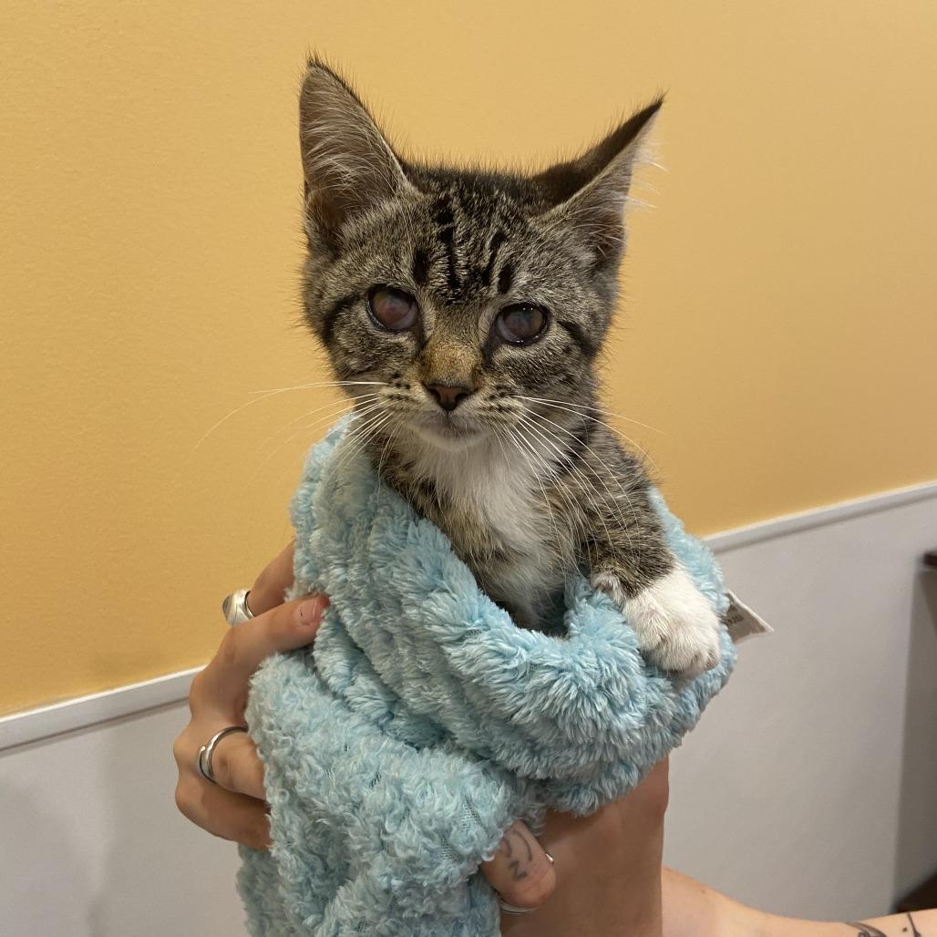 Enlarge Dragon, a Adoptable Domestic Short Hair in Washington Township, OH image 1/1
