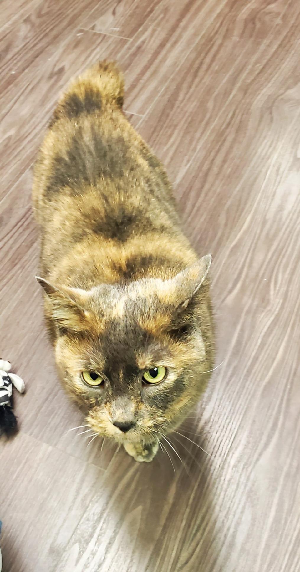 Jayden, Adoptable, Adult Female Domestic Short Hair & American Bobtail.