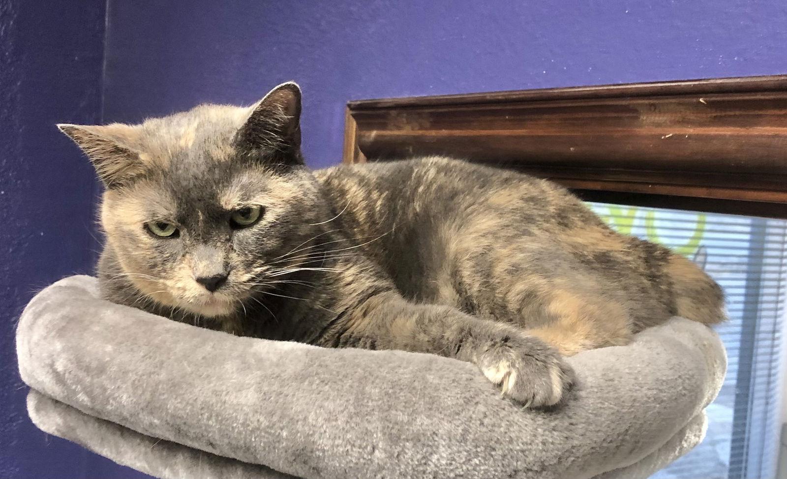 Jayden, a Adoptable mixed breed in Shawnee, KS image 2/3