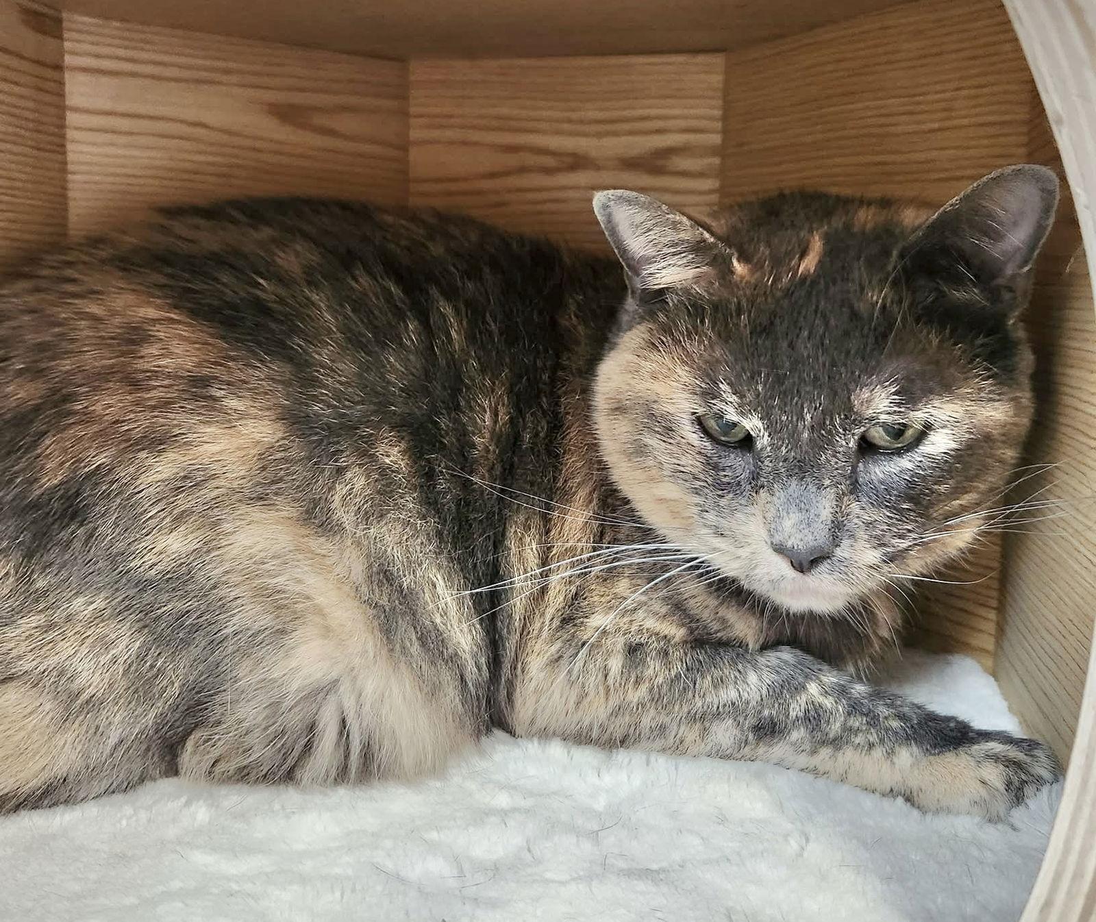 Jayden, a Adoptable mixed breed in Shawnee, KS image 3/3