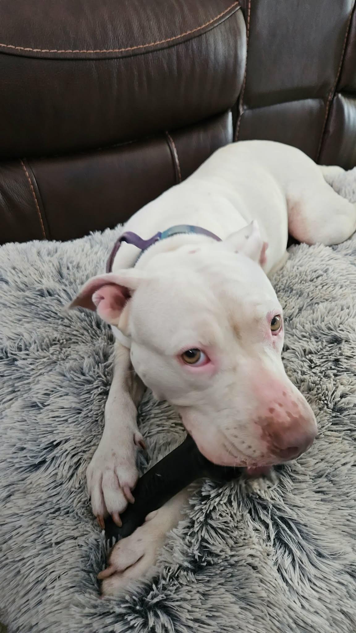 Enlarge Quinn, a Adoptable mixed breed in Billings, MT image 4/6