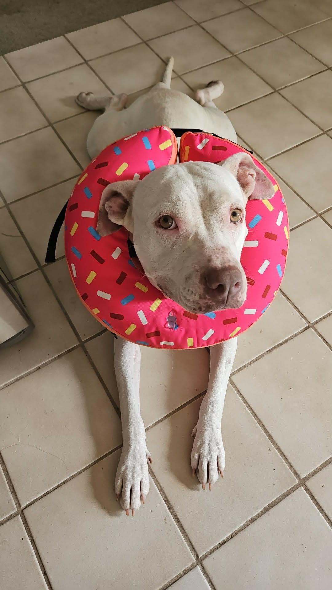 Enlarge Quinn, a Adoptable mixed breed in Billings, MT image 5/6