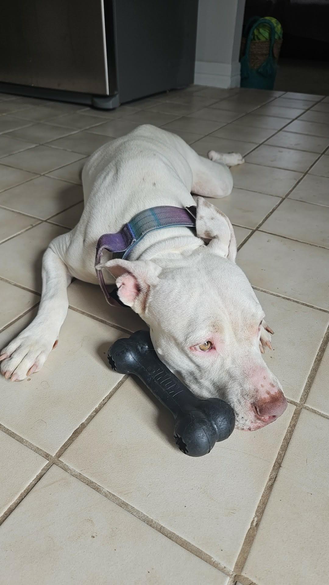 Enlarge Quinn, a Adoptable mixed breed in Billings, MT image 2/6