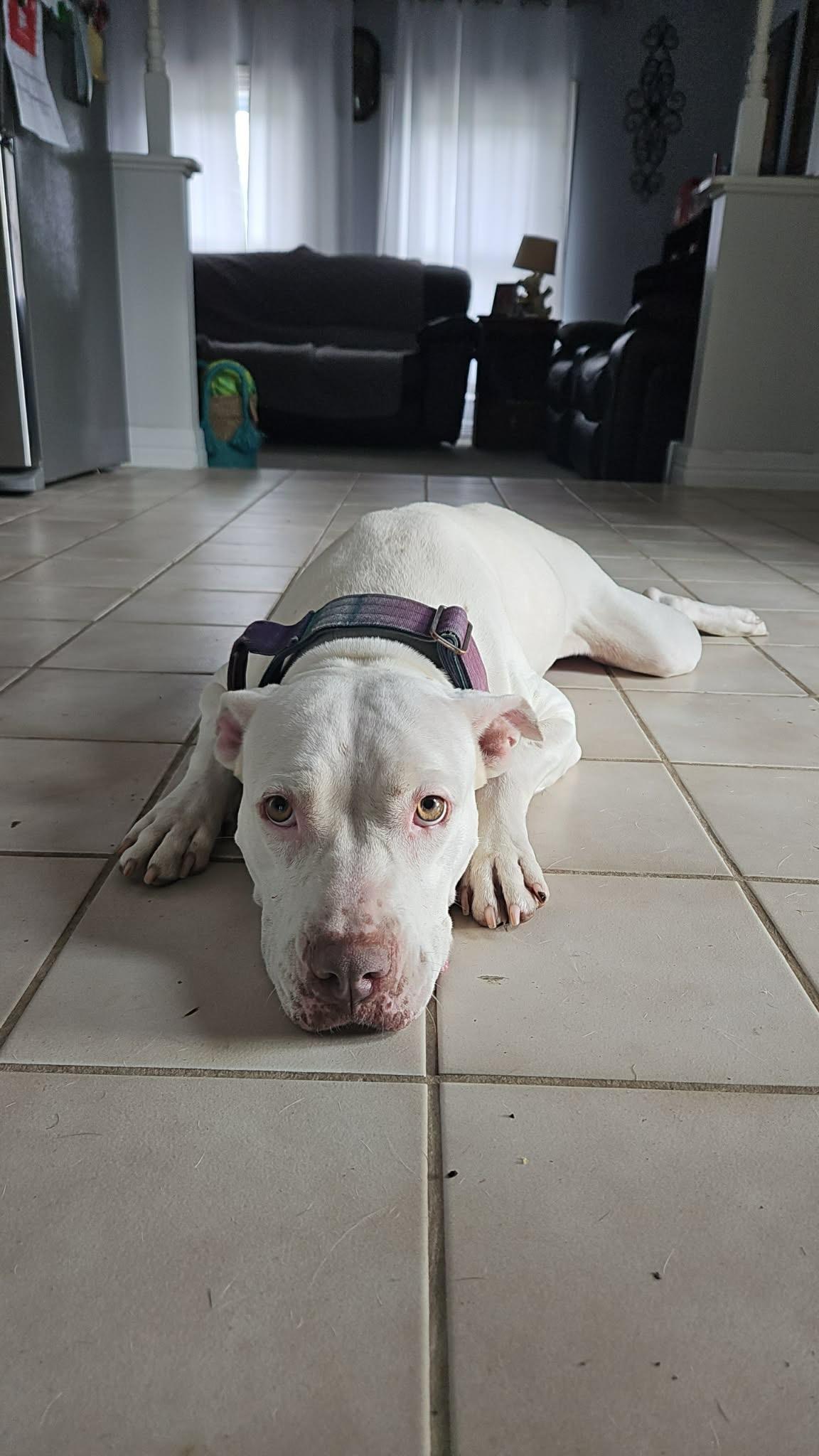 Enlarge Quinn, a Adoptable mixed breed in Billings, MT image 6/6