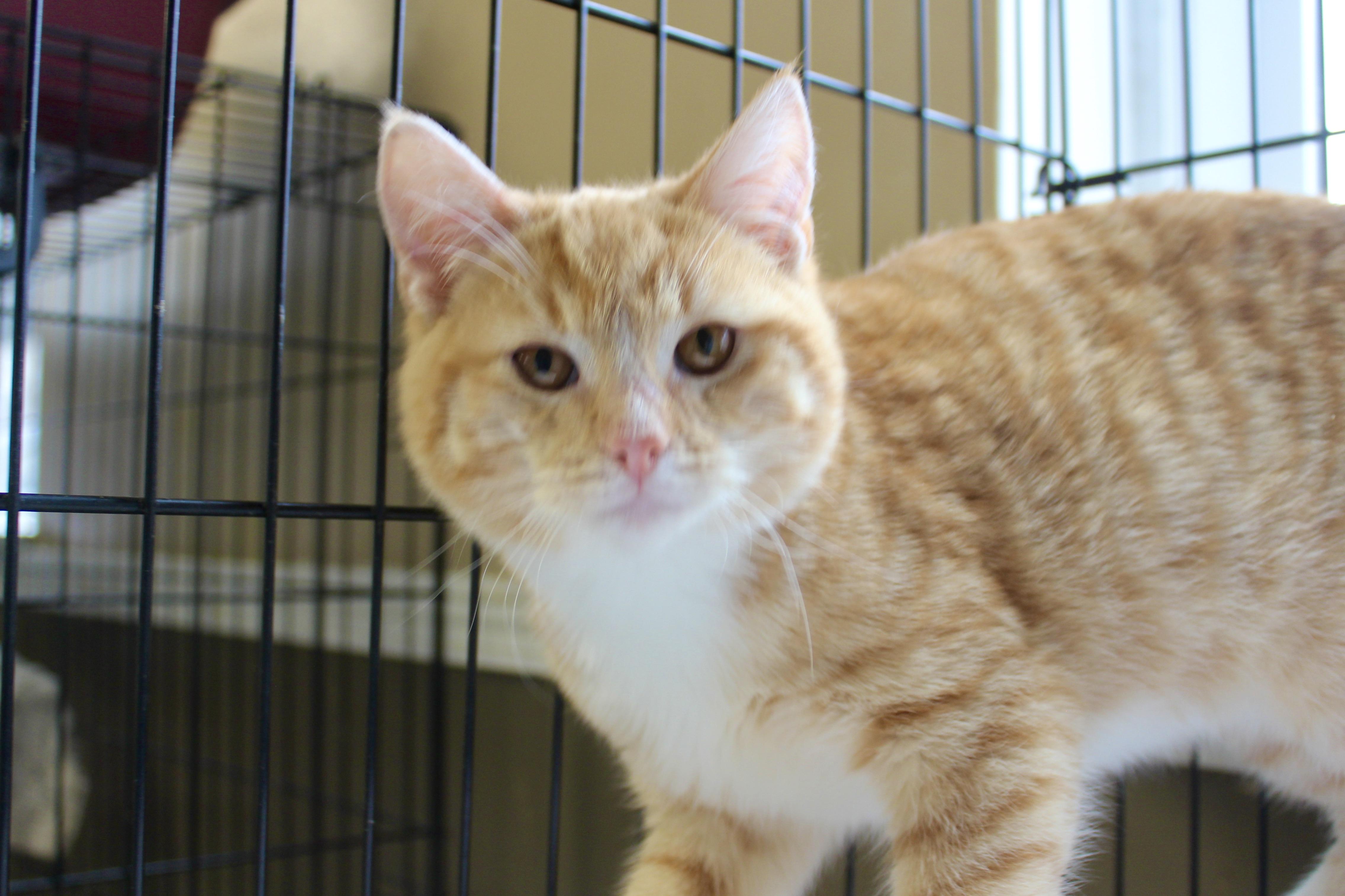 TANGERINE, adopted, Kitten Male Domestic Short Hair & Tabby.