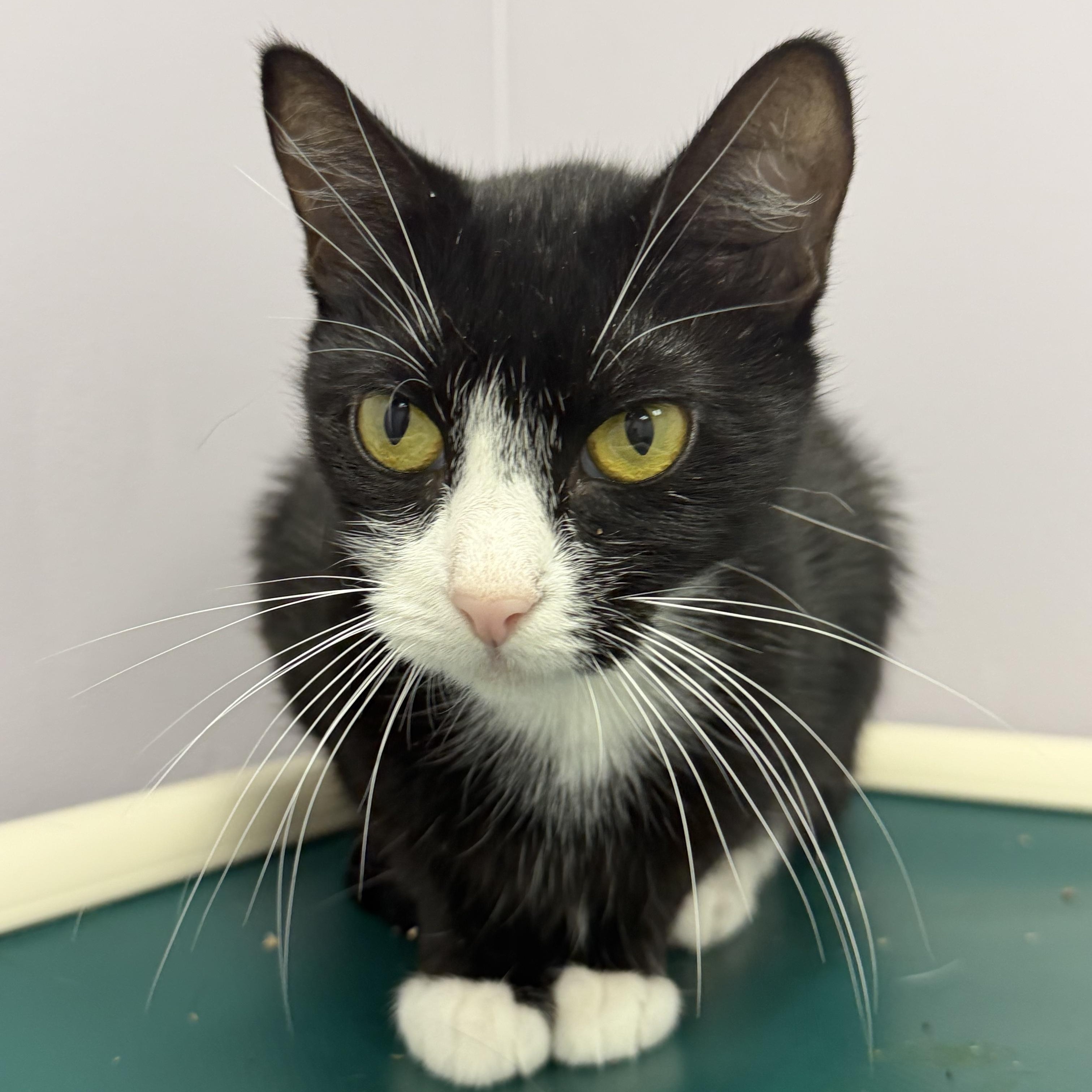 Isla, a ADOPTABLE Domestic Short Hair in Cooperstown, NY image 3/4