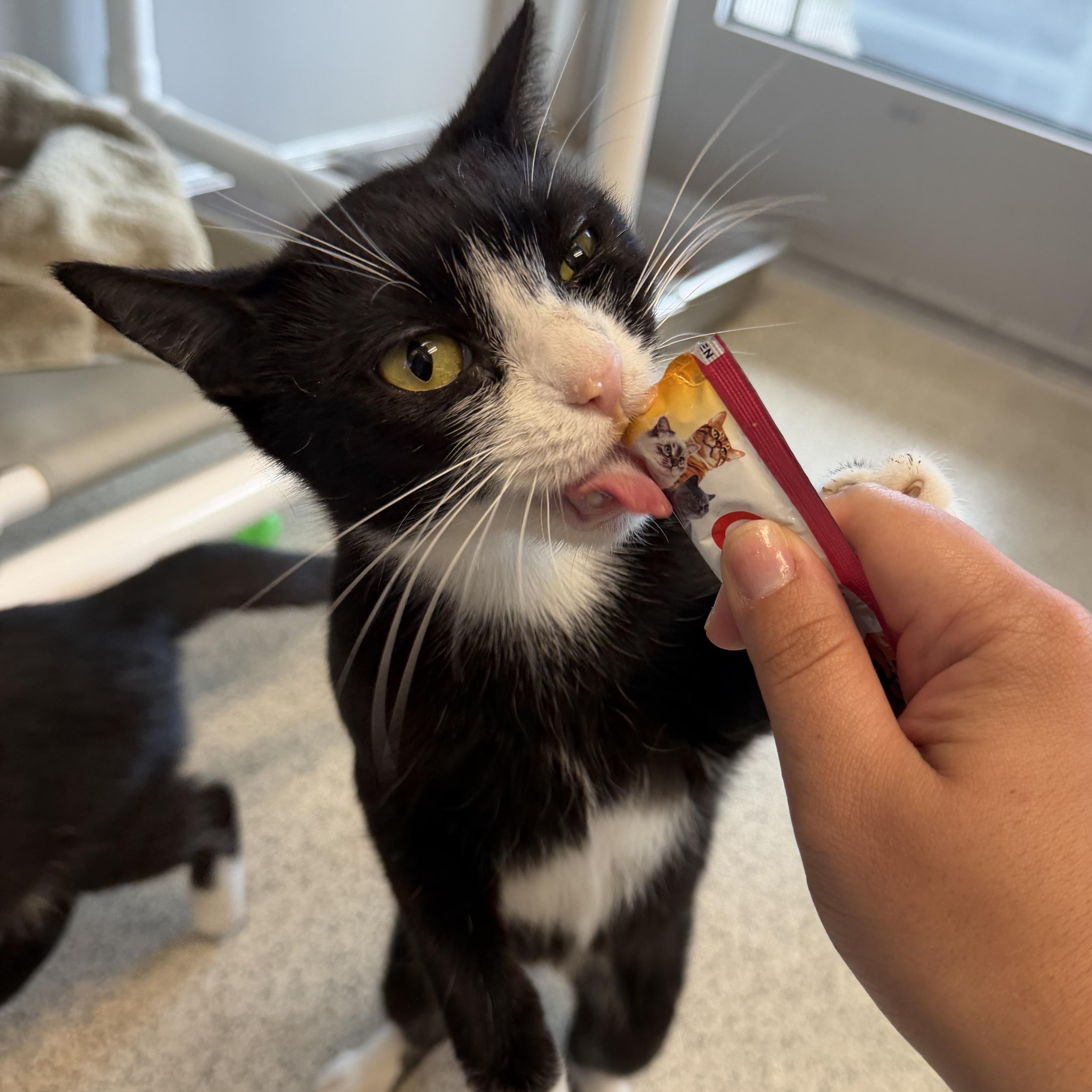 Isla, ADOPTABLE, Young Female Domestic Short Hair.