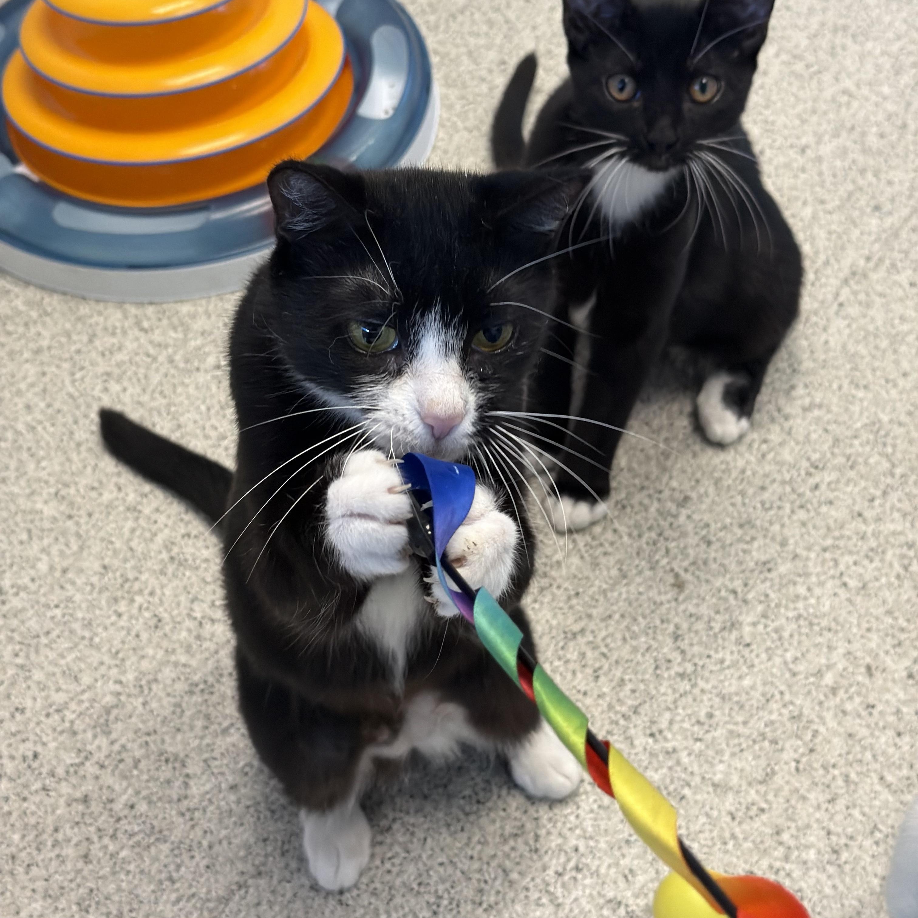 Isla, a ADOPTABLE Domestic Short Hair in Cooperstown, NY image 4/4