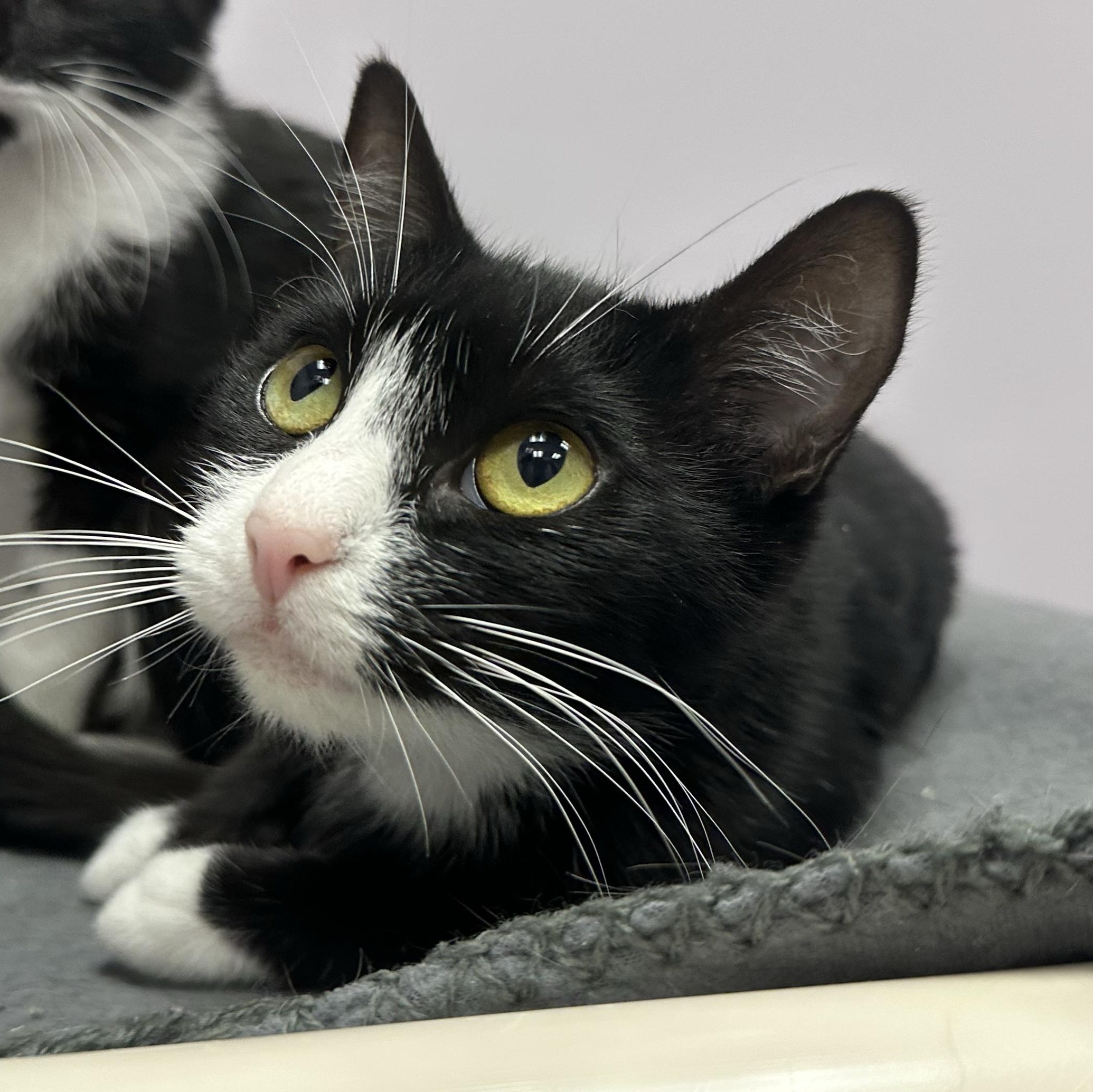 Isla, a ADOPTABLE Domestic Short Hair in Cooperstown, NY image 2/4