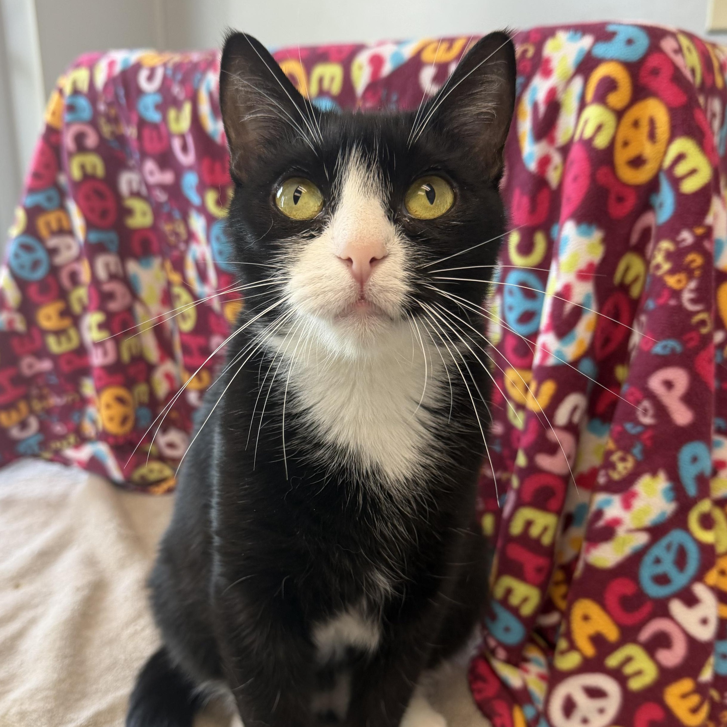 Isla, Adoptable, Young Female Domestic Short Hair.