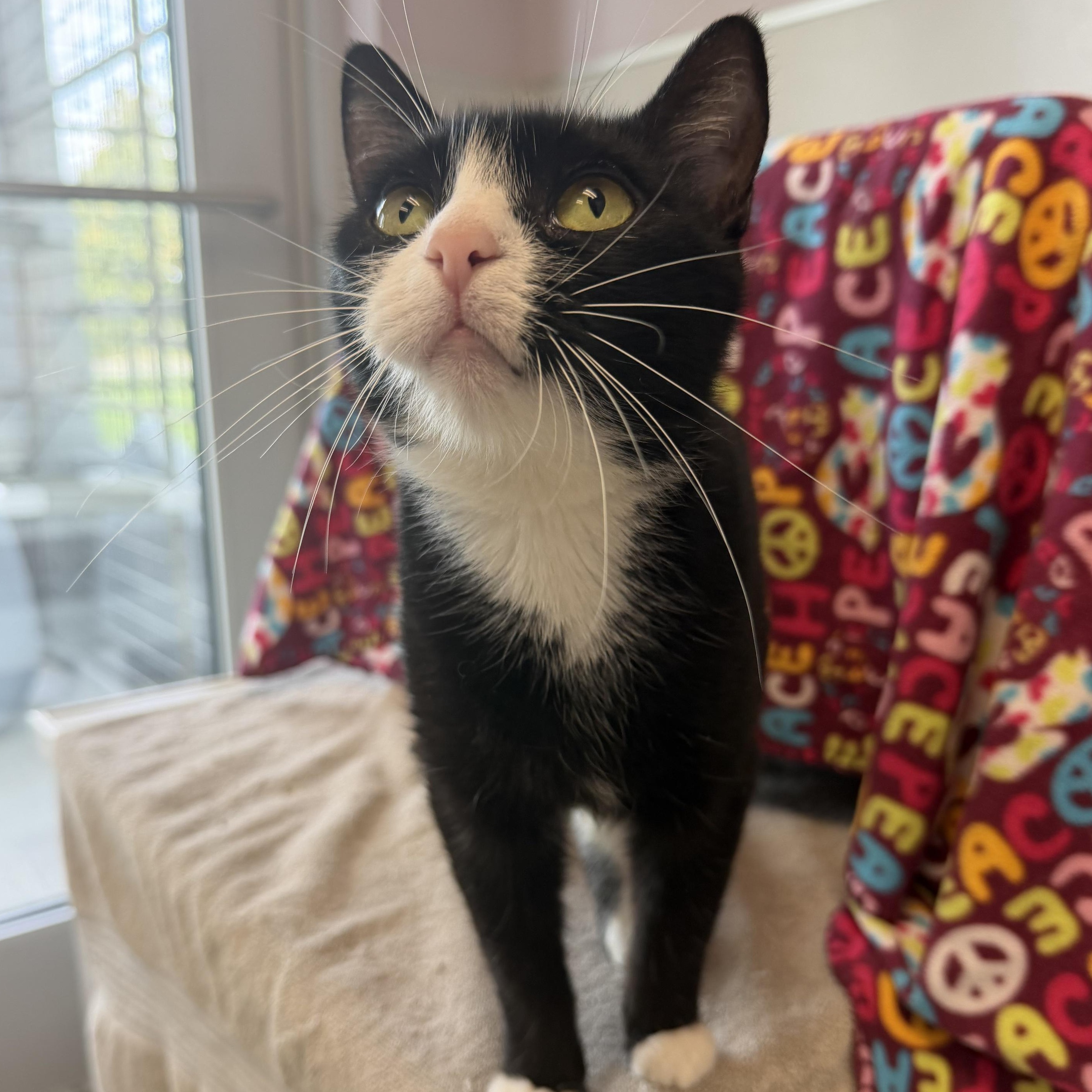 Enlarge Isla, a Adoptable Domestic Short Hair in Cooperstown, NY image 3/5