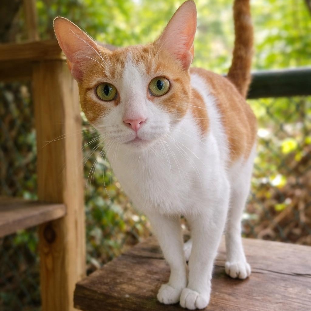 July, ADOPTABLE, Young Female Domestic Short Hair.