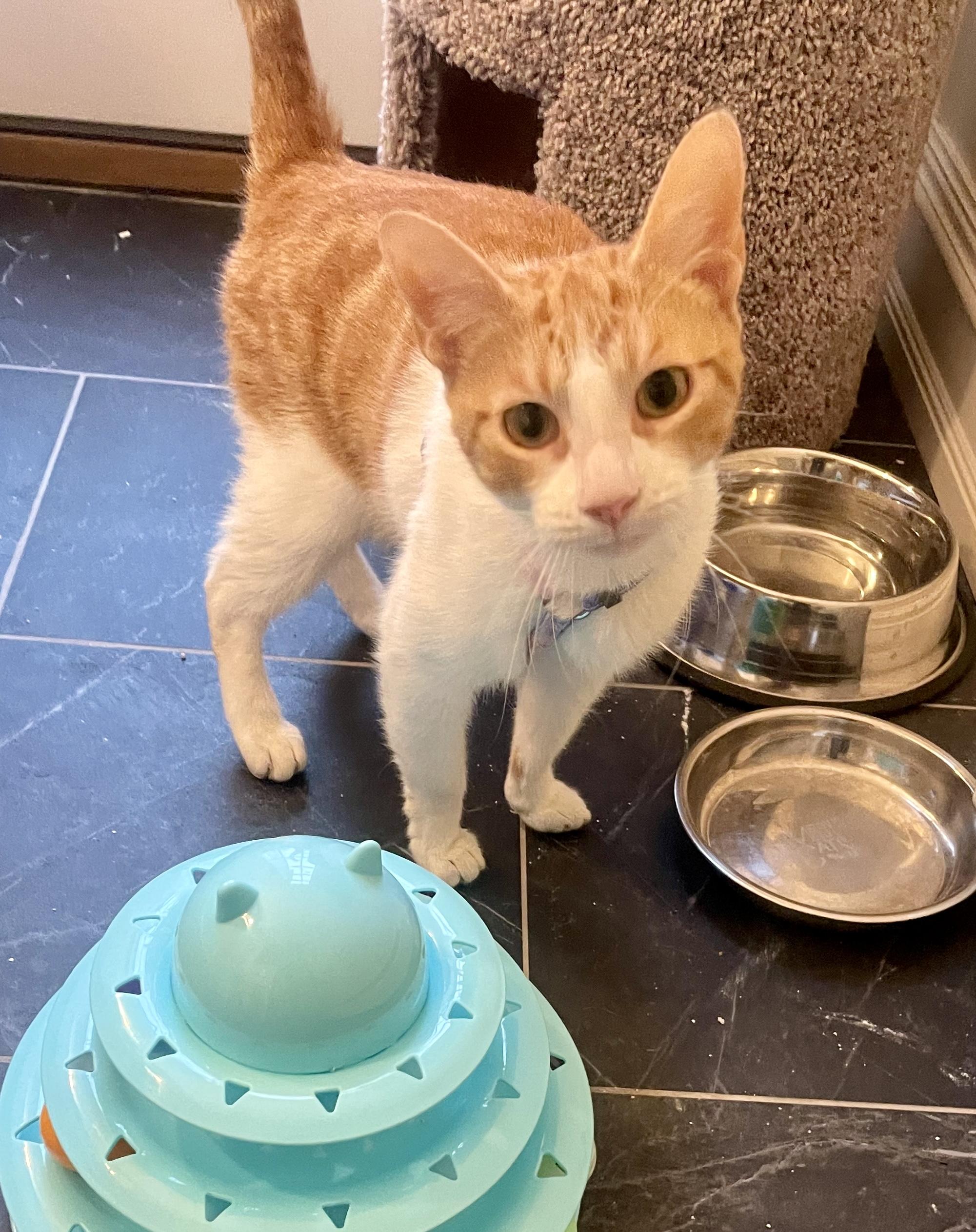 Enlarge July, a ADOPTABLE Domestic Short Hair in Bethel, CT image 4/6